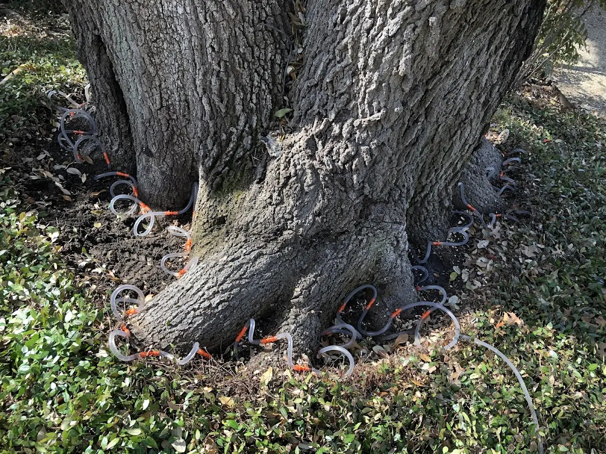 Detailed Tree Cabling and Bracing job site in Runge