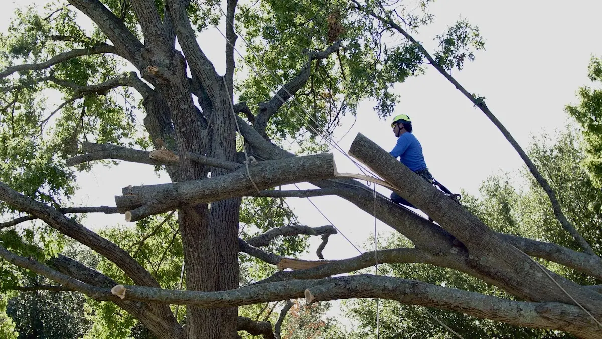 Professional Crown Thinning performed by certified arborists in Runge